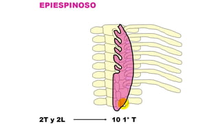 Anatomía Humana II: Músculos y Estructuras del Abdomen | PDF