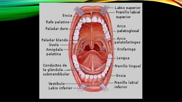 Músculos de la boca & músculos de la lengua (anatomía)1