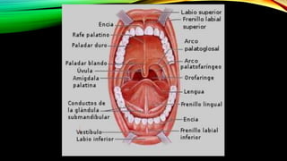 Musculos de la boca & musculos de la lengua (anatomia)1 | PPTX