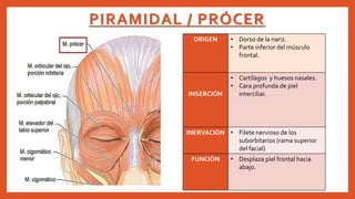 Musulo Procer Musculos de la cabeza | PPTX