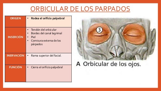 Inervacion Del Musculo Orbicular De Los Parpados