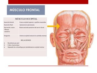 MÚSCULO FRONTAL
MÚSCULO OCCIPITAL
Inserción Inicial Línea occipital superior y apófisis mastoidea
Inserción final: Aponeurosis epicraneana
Inervación: mixto
-Motora
-sensitivo
Rama auricular posterior del nervio facial
Irrigación Arteria occipital (rama de la carótida externa)
RELACIONES
 Recubierto por piel
 Cubre el pericráneo
 Separado de su homólogo por protuberancia occipital externa
 