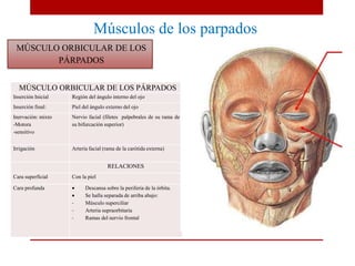 Músculos de los parpados
MÚSCULO ORBICULAR DE LOS PÁRPADOS
Inserción Inicial Región del ángulo interno del ojo
Inserción final: Piel del ángulo externo del ojo
Inervación: mixto
-Motora
-sensitivo
Nervio facial (filetes palpebrales de su rama de
su bifurcación superior)
Irrigación Arteria facial (rama de la carótida externa)
RELACIONES
Cara superficial Con la piel
Cara profunda  Descansa sobre la periferia de la órbita.
 Se halla separada de arriba abajo:
- Músculo superciliar
- Arteria supraorbitaria
- Ramas del nervio frontal
MÚSCULO ORBICULAR DE LOS
PÁRPADOS
 