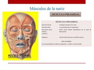 Músculos de la nariz
MÚSCULO PIRAMIDAL
Inserción Inicial Cartílagos laterales de la nariz
Inserción final: Cara profunda de los tegumentos
Inervación: mixto
-Motora
-sensitivo
Nervio facial (filetes suborbitarios de su rama de
bifurcación)
Irrigación Arteria facial (rama de la carótida externa)
RELACIONES
Los dos piramidales se hallan yuxtapuestos y unidos a la línea media
MÚSCULO PIRAMIDAL
 
