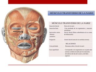 MÚSCULO TRANSVERSO DE LA NARIZ
Inserción Inicial Dorso de la nariz
Inserción final: Cara profunda de los tegumentos y musculo
mirtiforme
Inervación: mixto
-Motora
-sensitivo
Nervio facial (filetes suborbitarios de su rama
de bifurcación)
Irrigación Arteria facial (rama de la carótida externa)
RELACIONES
Cara profunda Descansa sobre el ala de la nariz
Cara superficial Corresponde a los tegumentos en su parte más
externa se halla envuelto por los músculos
elevadores del ala de la nariz y del labio
superior
MÚSCULO TRANSVERSO DE LA NARIZ
 