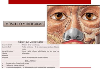 MÚSCULO MIRTIFORME
Inserción Inicial Abertura de las fosas nasales
Inserción final: Fosilla mirtiforme y de la eminencia que produce el diente
canino
Inervación: mixto
-Motora
-sensitivo
Nervio facial (filetes suborbitarios de su rama de
bifurcación)
Irrigación Arteria facial (rama de la carótida externa)
RELACIONES
 Descansa sobre el esqueleto de la cara
 Cubierto por mucosa gingival
 El semiorbicular superior y los diferentes fascículos terminan en el labio superior
MÚSCULO MIRTIFORME
 