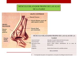 MÚSCULO DILATADOR PROPIO DE LAS ALAS DE LA
NARIZ
Inserción Inicial Adosada a la parte inferior del ala de la nariz
Inserción final: Maxilar superior y ala de la nariz.
Inervación: mixto
-Motora
-sensitivo
Nervio facial (filetes suborbitarios de su rama de
bifurcación)
Irrigación Arteria facial (rama de la carótida externa)
RELACIONES
 Corresponde una parte a los tegumento y otra parte al cartílago de ala de la nariz
MÚSCULO DILATADOR PROPIO DE LAS ALAS
DE LA NARIZ
 