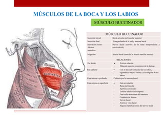 MÚSCULOS DE LA BOCA Y LOS LABIOS
MÚSCULO BUCCINADOR
Inserción Inicial Borde alveolar del maxilar superior
Inserción final: Cara profunda de la piel y mucosa bucal
Inervación: mixto
-Motora
-sensitivo
Nervio facial (nervios de la rama temporofacial y
cervicofacial)
Irrigación Arteria bucal (rama de la Arteria maxilar interna)
RELACIONES
Por detrás  Está en relación
- Músculo superior constrictor de la faringe
Por adelante  Con el músculo orbicular de los labios,
cigomático mayor, canino y el triangular de los
labios.
Cara interna o profunda Cubierta por la mucosa bucal
Cara externa o superficial  Está en relación:
- Rama del maxilar
- Apófisis coronoides
- Tendón inferior del temporal
- Fascículos anteriores del masetero
- Conducto de Stenon
- Nervio bucal
- Arteria y vena facial
- Algunas ramificaciones del nervio facial
MÚSCULO BUCCINADOR
 