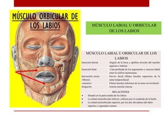 MÚSCULO LABIAL U ORBICULAR DE LOS
LABIOS
Inserción Inicial Ángulo de la boca y apófisis alveolar del maxilar
superior e inferior
Inserción final: Cara profunda de los tegumentos y mucosa labial
entre la sínfisis mentoniana
Inervación: mixto
-Motora
-sensitivo
Nervio facial (filetes bucales superiores de la
rama temporofacial
Filetes bucales inferiores de la rama cervicofacial
Irrigación Arteria maxilar interna
RELACIONES
 Situado en la parte media de los labios
 La mitad semiorbicular inferior, cubierto por el cuadrado de la barba
 La mitad semiorbicular superior, por los dos elevadores del labio
superior y cigomático menor
MÚSCULO LABIAL U ORBICULAR
DE LOS LABIOS
 