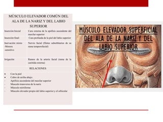 MÚSCULO ELEVADOR COMÚN DEL
ALA DE LA NARIZ Y DEL LABIO
SUPERIOR
Inserción Inicial Cara externa de la apófisis ascendente del
maxilar superior
Inserción final: Cara profunda de la piel del labio superior
Inervación: mixto
-Motora
-sensitivo
Nervio facial (filetes suborbitarios de su
rama temporofacial)
Irrigación Ramos de la arteria facial (rama de la
carótida externa)
RELACIONES
 Con la piel
 Cubre de arriba abajo:
- Apófisis ascendente del maxilar superior
- Musculo transverso de la nariz
- Músculo mirtiforme
- Músculo elevador propio del labio superior y el orbicular
 