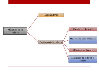 Músculos de la
cabeza
Masticadores
Cutáneos de la cabeza
Cutáneos del cráneo
Músculos de los parpados
Músculos de la nariz
Músculos de la boca o
labios
 