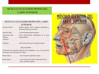 MÚSCULO ELEVADOR PROPIO DEL LABIO
SUPERIOR
Inserción Inicial Maxilar superior, entre el agujero suborbitario y
el reborde inferior de la órbita.
Inserción final: Cara profunda del labio superior
Inervación: mixto
-Motora
-sensitivo
Nervio facial (filetes suborbitarios de su rama
temporofacial)
Irrigación Arteria facial (rama de la carótida externa)
RELACIONES
Cubierto por los músculos orbicular de los párpados, y a su vez una porción
del canino y del orbicular de los labios
Borde externo Con el músculo cigomático menor
Borde interno Con el músculo elevador común del ala de la
nariz y del labio superior
MÚSCULO ELEVADOR PROPIO DEL
LABIO SUPERIOR
 