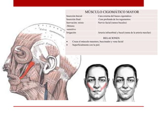 MÚSCULO CIGOMÁTICO MAYOR
Inserción Inicial Cara externa del hueso cigomático
Inserción final: Cara profunda de los tegumentos
Inervación: mixto
-Motora
-sensitivo
Nervio facial (ramos bucales)
Irrigación Arteria infraorbital y bucal (rama de la arteria maxilar)
RELACIONES
 Cruza el músculo masetero, buccinador y vena facial
 Superficialmente con la piel.
 