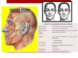 MÚSCULO RISORIO DE SANTORINI
Inserción Inicial Tejido celular que cubre la región parotídea
Inserción final: En la piel y en la mucosa labial
Inervación: mixto
-Motora
-sensitivo
Filetes bucales inferiores de la rama cervicofacial
proveniente del nervio facial
Irrigación Arteria facial, transversales de la cara, bucal e
infraorbitaria
RELACIONES
Cara superficial Corresponde a la piel
Cara profunda Descansa sobre la parotídea, el masetero y el
buccinador
Borde superior Casi horizontal
Borde inferior Corresponde al cutáneo del cuello
 