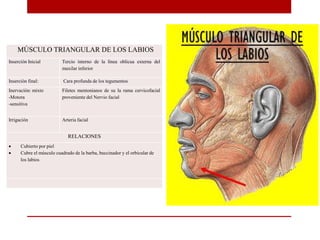 MÚSCULO TRIANGULAR DE LOS LABIOS
Inserción Inicial Tercio interno de la línea oblicua externa del
maxilar inferior
Inserción final: Cara profunda de los tegumentos
Inervación: mixto
-Motora
-sensitiva
Filetes mentonianos de su la rama cervicofacial
proveniente del Nervio facial
Irrigación Arteria facial
RELACIONES
 Cubierto por piel
 Cubre el músculo cuadrado de la barba, buccinador y el orbicular de
los labios
 