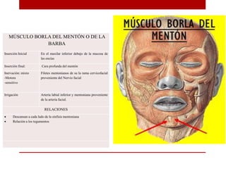 MÚSCULO BORLA DEL MENTÓN O DE LA
BARBA
Inserción Inicial En el maxilar inferior debajo de la mucosa de
las encías
Inserción final: Cara profunda del mentón
Inervación: mixto
-Motora
-sensitivo
Filetes mentonianos de su la rama cervicofacial
proveniente del Nervio facial
Irrigación Arteria labial inferior y mentoniana proveniente
de la arteria facial.
RELACIONES
 Descansan a cada lado de la sínfisis mentoniana
 Relación a los tegumentos
 
