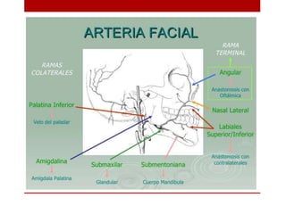 Musculos de la cabeza