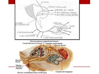 Musculos de la cabeza