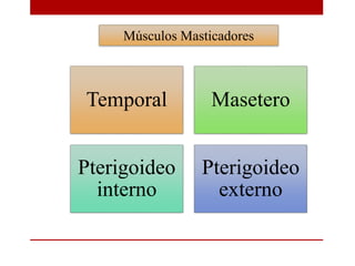 Músculos Masticadores
Temporal Masetero
Pterigoideo
interno
Pterigoideo
externo
 
