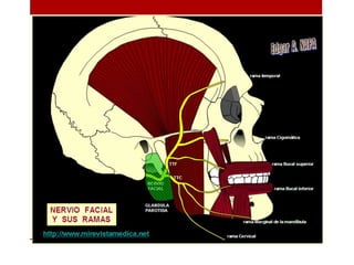 Musculos de la cabeza