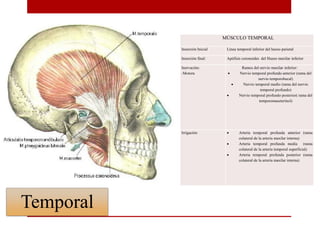 MÚSCULO TEMPORAL
Inserción Inicial Línea temporal inferior del hueso parietal
Inserción final: Apófisis coronoides del Hueso maxilar inferior
Inervación:
-Motora
Ramos del nervio maxilar inferior:
 Nervio temporal profundo anterior (rama del
nervio temporobucal)
 Nervio temporal medio (rama del nervio
temporal profundo)
 Nervio temporal profundo posterior( rama del
temporomaseterinol)
Irrigación  Arteria temporal profunda anterior (rama
colateral de la arteria maxilar interna)
 Arteria temporal profunda media (rama
colateral de la arteria temporal superficial)
 Arteria temporal profunda posterior (rama
colateral de la arteria maxilar interna)
Temporal
 
