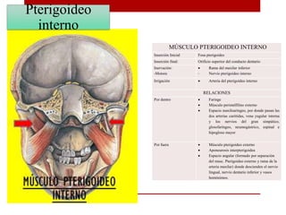 MÚSCULO PTERIGOIDEO INTERNO
Inserción Inicial Fosa pterigoides
Inserción final: Orificio superior del conducto dentario
Inervación:
-Motora
 Rama del maxilar inferior
- Nervio pterigoideo interno
Irrigación  Arteria del pterigoideo interno
RELACIONES
Por dentro  Faringe
 Músculo peristalfilino externo
 Espacio maxiloaringeo, por donde pasan las
dos arterias carótidas, vena yugular interna
y los nervios del gran simpático,
glosofaríngeo, neumogástrico, espinal e
hipogloso mayor
Por fuera  Músculo pterigoideo externo
 Aponeurosis interpterigoidea
 Espacio angular (formado por separación
del musc. Pterigoideo externo y rama de la
arteria maxilar) donde descienden el nervio
lingual, nervio dentario inferior y vasos
homónimos.
Pterigoideo
interno
 