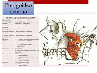 MÚSCULO PTERIGOIDEO EXTERNO
Inserción Inicial:
-Fascículo superior o
esfenoidal
Porción del ala mayor de esfenoides que forma
la bóveda de la fosa cigomática
-Fascículo inferior o
pterigoideo
Cara externa de la apófisis pterigoides
Inserción final:
- Fascículo superior o
esfenoidal
Cuello del cóndilo de la mandíbula
- Fascículo inferior o
pterigoideo
Cuello del cóndilo de la mandíbula
Inervación:
-Motora
 Ramo del nervio temporobucal (rama del
nervio temporal profundo)
Irrigación  Arteria maxilar interna (rama terminal de
la arteria Carótida externa)
RELACIONES
Cara superior Corresponde:
Al ala mayor del esfenoides (Bóveda de la fosa
cigomática)
Cara externa Relación de adelante a atrás:
- Musculo masetero
- Apófisis coronoides del hueso maxilar
inferior
- Tendón del temporal
Cara interna Relación de adentro a afuera:
- Músculo pterigoideo interno
- Nervios linguales
Pterigoideo
externo
 