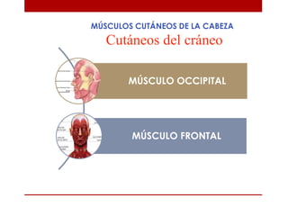 MÚSCULOS CUTÁNEOS DE LA CABEZA
Cutáneos del cráneo
MÚSCULO OCCIPITAL
MÚSCULO FRONTAL
 