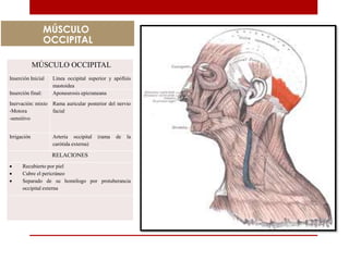 MÚSCULO OCCIPITAL
Inserción Inicial Línea occipital superior y apófisis
mastoidea
Inserción final: Aponeurosis epicraneana
Inervación: mixto
-Motora
-sensitivo
Rama auricular posterior del nervio
facial
Irrigación Arteria occipital (rama de la
carótida externa)
RELACIONES
 Recubierto por piel
 Cubre el pericráneo
 Separado de su homólogo por protuberancia
occipital externa
MÚSCULO
OCCIPITAL
 