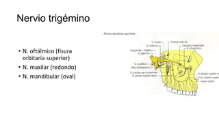 Nervio trigémino
• N. oftálmico (fisura
orbitaria superior)
• N. maxilar (redondo)
• N. mandibular (oval)
 