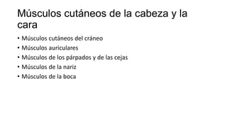 Músculos cutáneos de la cabeza y la
cara
• Músculos cutáneos del cráneo
• Músculos auriculares
• Músculos de los párpados y de las cejas
• Músculos de la nariz
• Músculos de la boca
 