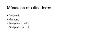 Músculos masticadores
• Temporal
• Masetero
• Pterigoideo medial
• Pterigoideo lateral
 