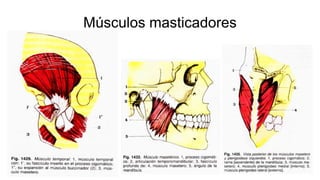Músculos masticadores
 