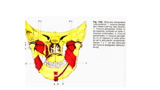 Músculos de la cabeza