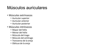 Músculos auriculares
• Músculos extrínsecos
• Auricular superior
• Auricular anterior
• Auricular posterior
• Músculos intrínsecos
• Mayor del hélix
• Menor del hélix
• Músculo del trago
• Músculo del antitrago
• Transverso de la oreja
• Oblicuo de la oreja
 