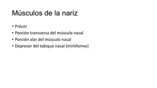 Músculos de la nariz
• Prócer
• Porción transversa del músculo nasal
• Porción alar del músculo nasal
• Depresor del tabique nasal (mirtiforme)
 