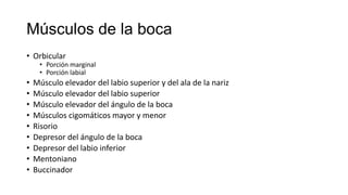 Músculos de la boca
• Orbicular
• Porción marginal
• Porción labial
• Músculo elevador del labio superior y del ala de la nariz
• Músculo elevador del labio superior
• Músculo elevador del ángulo de la boca
• Músculos cigomáticos mayor y menor
• Risorio
• Depresor del ángulo de la boca
• Depresor del labio inferior
• Mentoniano
• Buccinador
 