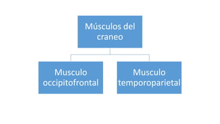 Músculos del
craneo
Musculo
occipitofrontal
Musculo
temporoparietal
 