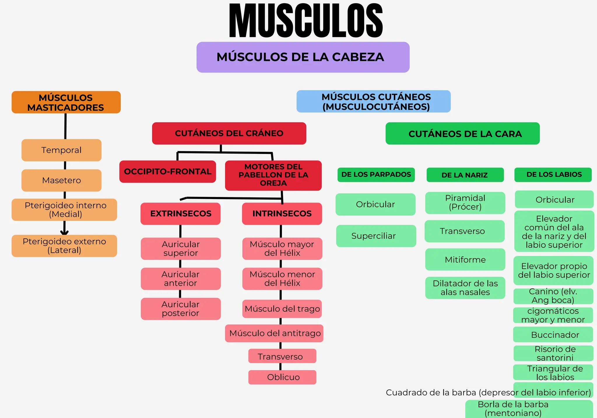 MUSCULOS DE LA CABEZA división de músculos | PDF