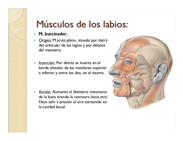 Musculos De La Cabeza[1]