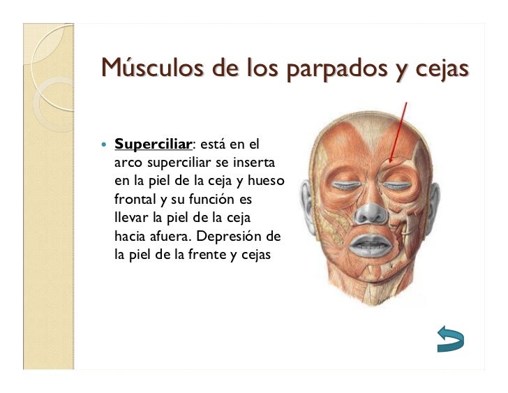 Musculos De La Cabeza[1]