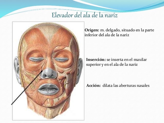 Musculos de la cabeza y cara