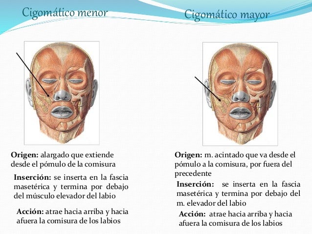 Resultado de imagen de Músculos cigomáticos