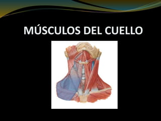 MÚSCULOS DEL CUELLO
 