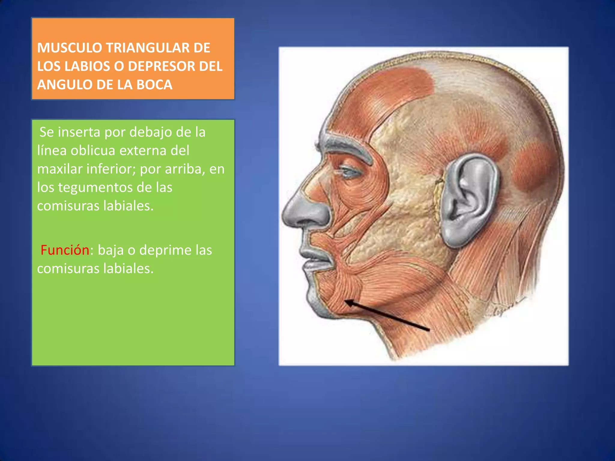 Musculos de la cara | PPTX