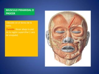 musculos-de-la-cara-pptx