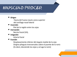 Musulo Procer MUSCULOS DE LA CARA.pdf