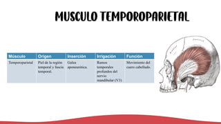 MUSCULO Temporoparietal
Músculo Origen Inserción Irrigación Función
Temporoparietal Piel de la región
temporal y fascia
temporal.
Galea
aponeurótica.
Ramos
temporales
profundos del
nervio
mandibular (V3)
Movimiento del
cuero cabelludo.
 