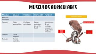 MUSCULOs auriculares
Músculo Origen Inserción Inervación Función
Músculos
auriculares
Superior Galea
aponeurótica.
Cartílagos
auriculares.
Ramas
posteriores
del nervio
facial.
Movimientos
de los
cartílagos
auriculares;
fija pabellón
auricular.
Anterior Fascia
temporal.
Posterior Apófisis
mastoidea.
 