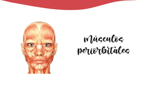 Músculos
periorbitales
 